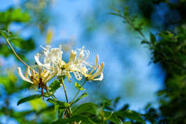 Lonicera