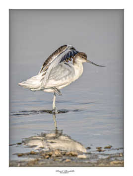 Avocette Elegante