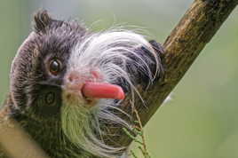 Tamarin empereur