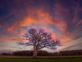 Sunrise sur le vieux chêne