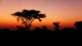 Coucher de soleil sur la savane