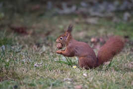 Qui a volé, a volé...