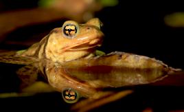 Reflet amphibie