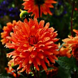 Dahlia et gouttes d'eau