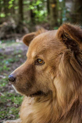 Le roi des chiens