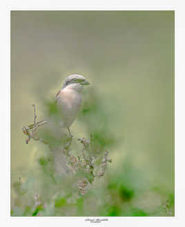 Pie grièche ecorcheur