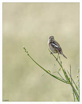Tarier pâtre femelle