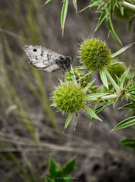 je t'ai eu papillon