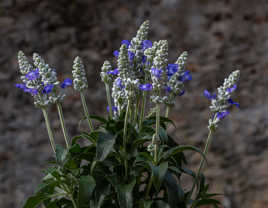 Salvia farinacea 4