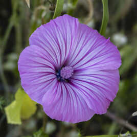 Lavatère à grande fleurs