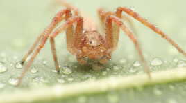 Petite araignée brumisée