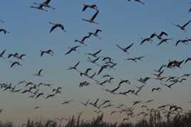 Envol de flamants