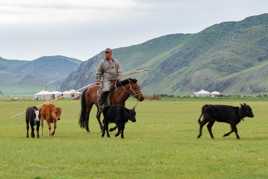 le rassemblement du troupeau