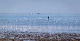 Au milieu des oiseaux