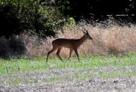 Capreolus capreolus (chevreuil)