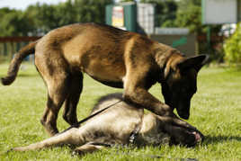 Alors.... C'est qui le plus fort