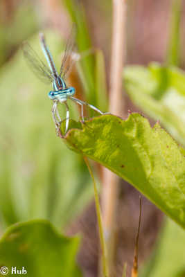 Demoiselle