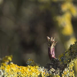 Nouvelle génération