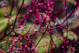 la fine fleur Jardin C. Monet