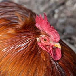 qu'est ce qu'elle a ma crête ?!?