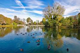 La verdure citadine