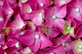 fleur d'hortensia rose