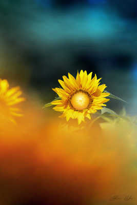 Le soleil des champs