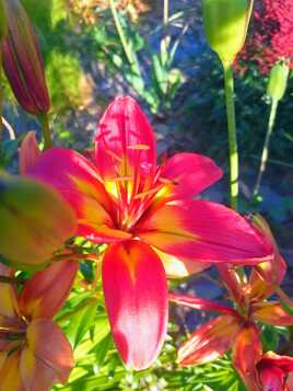 Hémérocalles du jardin