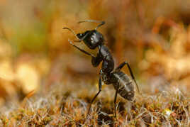 Le monde fascinant des fourmis.