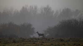 Dans la brume hivernale