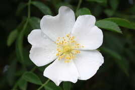 Fleur blanche