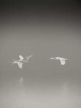 Swans in the fog