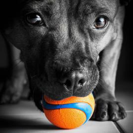 la balle , la raison de vivre d'un chien!!