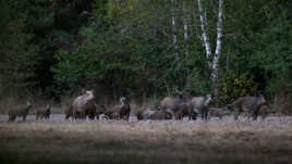 Compagnie de sangliers