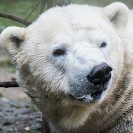 Portrait d'ours polaire
