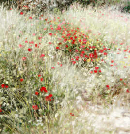 Les coquelicots