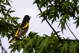 Oriole de Baltimore mâle.