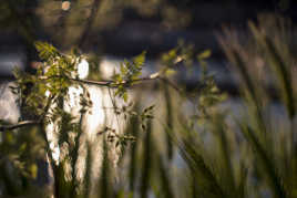 contre jour ziess flektogon 35mm