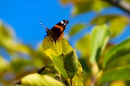 l'effet papillon