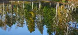 Miroir pour arbres