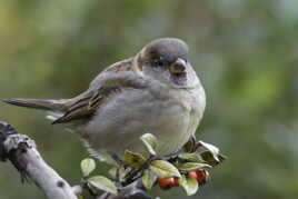 Moineau domestique mâle "juvénile"