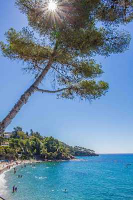 Sous les pins la plage