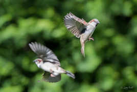 chassé croisé sur la route des piafs