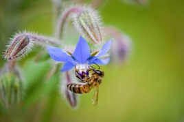 abeille et bourrache (4)