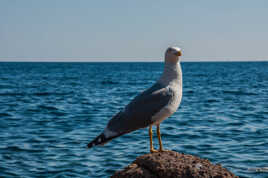 FIER sur son promontoire