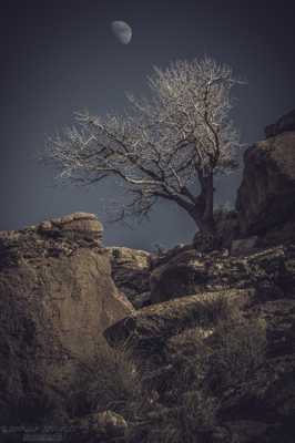 l'arbre est la lune