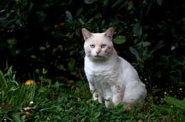 rencontre chat blanc