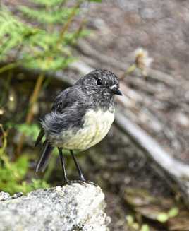 Stewart Island Robin (Miro Rubisole)