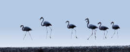 Flamants bleus