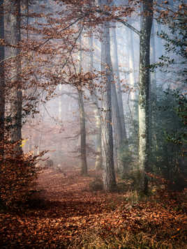 Forêt d' automne